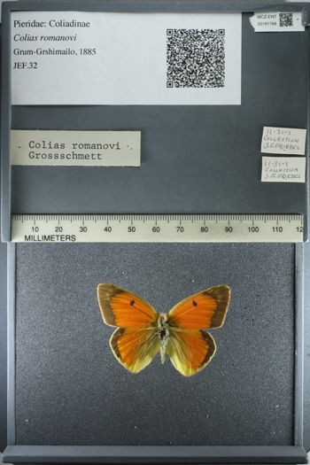 Media type: image;   Entomology 181768